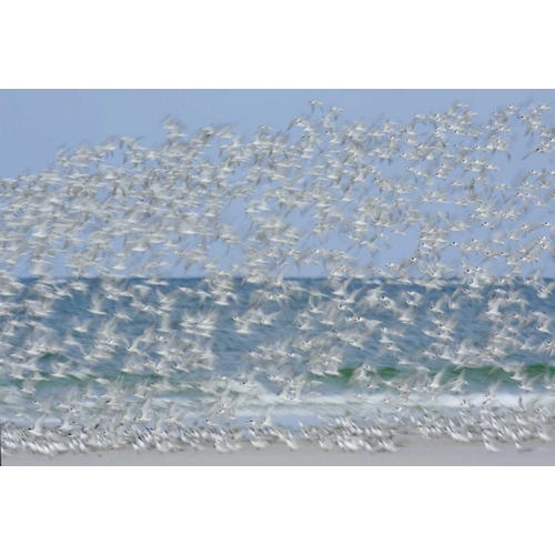 FL, Fort De Soto Park White blur of terns